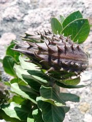 Gomphocarpus cancellatus