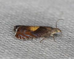 Dichrorampha bittana