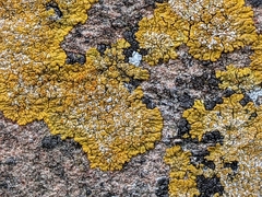 Xanthoria calcicola