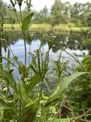 Mitreola