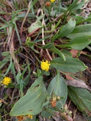 Tripolium pannonicum