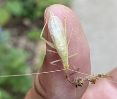 Oecanthus exclamationis