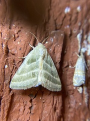 Schinia trifascia