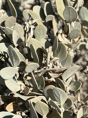 Quercus cornelius-mulleri