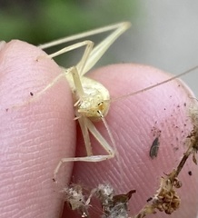 Oecanthus exclamationis