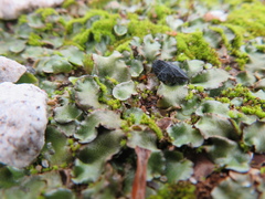 Lunularia cruciata
