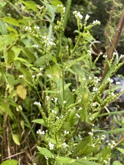 Mitreola