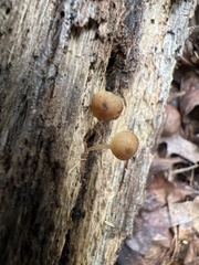 Simocybe centunculus