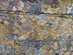 Xanthoria calcicola