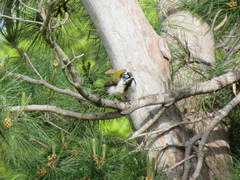 Entomyzon cyanotis