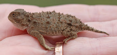 Phrynosoma douglasii