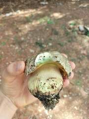 Butyriboletus fechtneri