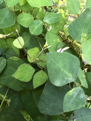 Amphicarpaea bracteata