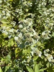 Pycnanthemum muticum