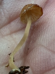 Simocybe centunculus