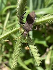 Leptoglossus gonagra