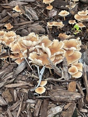 Gerronema strombodes