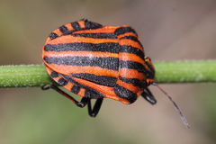 Graphosoma italicum