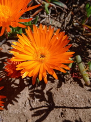 Lampranthus aureus