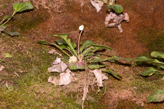 Shortia rotundifolia
