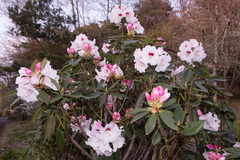 Rhododendron pseudochrysanthum