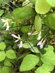 Amphicarpaea bracteata