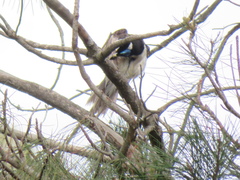 Entomyzon cyanotis
