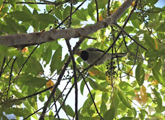 Chlamydochaera jefferyi