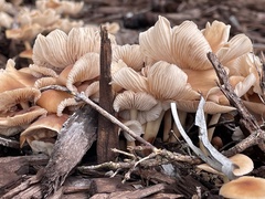 Gerronema strombodes