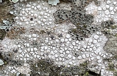 Lecanora carpinea