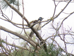 Entomyzon cyanotis