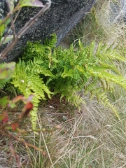 Dryopteris aemula