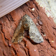 Paectes abrostoloides