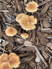 Gerronema strombodes