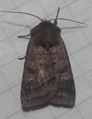 Diarsia rubi