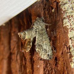 Paectes abrostoloides