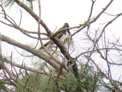 Entomyzon cyanotis