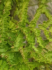 Dryopteris aemula