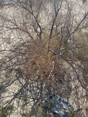 Phoradendron californicum