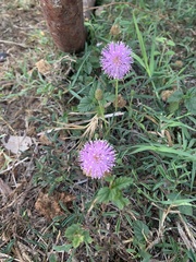 Mimosa strigillosa