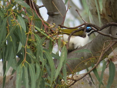 Entomyzon cyanotis