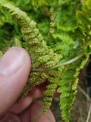 Dryopteris aemula