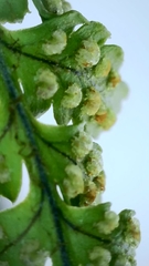 Dryopteris aemula