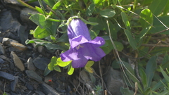 Campanula alpestris