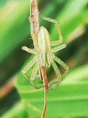 Micrommata