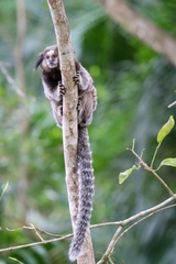 Callithrix penicillata