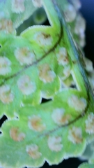 Dryopteris aemula