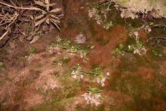 Shortia rotundifolia