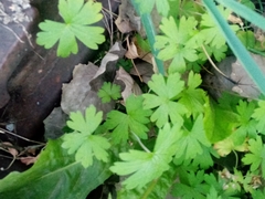 Geranium pusillum