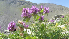 Betonica hirsuta
